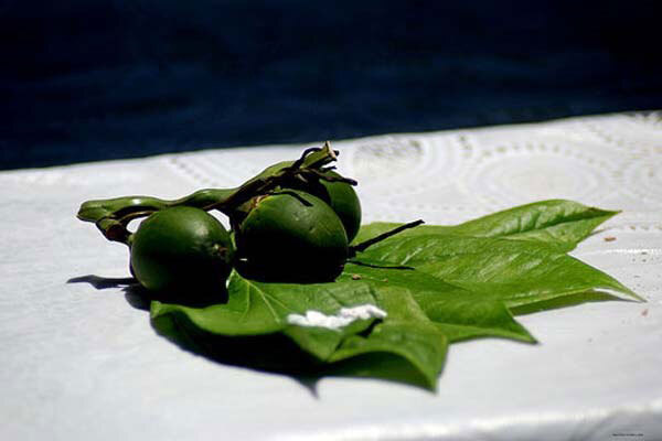 Thực hư chuyện ăn trầu cau gây ung thư vòm họng