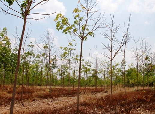 Nguyên Đại tá Quân đội bị bắt vì hành vi phá rừng