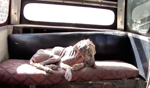 Kinh ngạc chú chó có bộ lông 