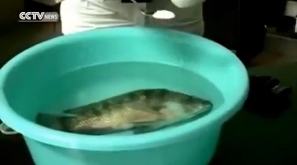 Đi tìm lời giải chuyện cá sắp chết quẫy đạp nhờ hóa chất