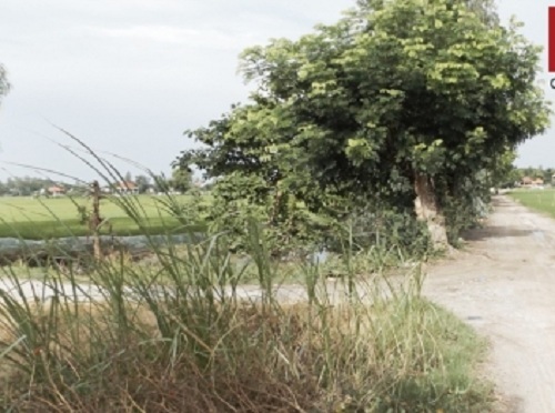 Bắt kẻ cướp của hiếp dâm U70 giữa cánh đồng