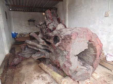 Quảng Bình: Gốc sưa tiền tỷ sẽ trưng bày tại bảo tàng