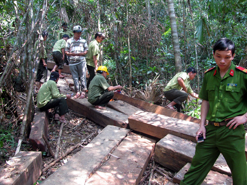 Đang điều tra nguồn gốc 14m3 gỗ giấu trong rừng đặc dụng