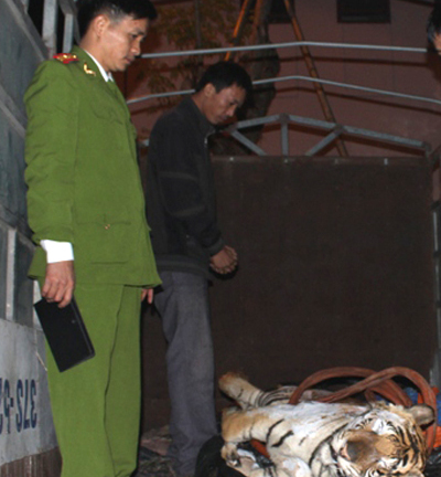 Phát hiện vụ vận chuyển xác cá thể hổ nặng 1,2 tạ bằng xe tải