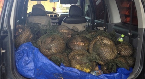 Phối hợp bắt giữ 269kg tê tê trị giá gần 1 tỷ đồng