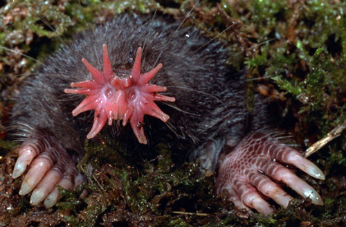 Kỳ lạ những loài động vật giống hoa