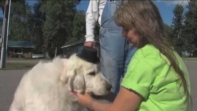 Chuyện lạ có thật: Chó được bầu làm thị trưởng ở Mỹ