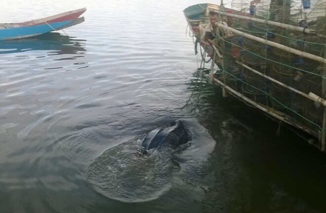 Tái thả một cá thể rùa da nặng 80kg về với biển khơi