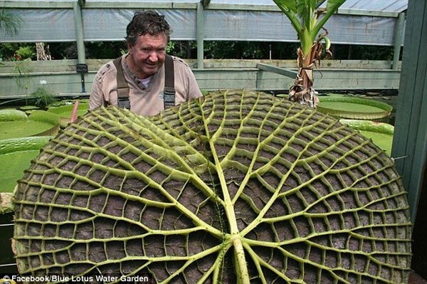 Lá súng lập kỷ lục với đường kính gần 2m trong vòng 6 tháng