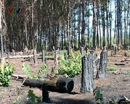 “Đội lốt” chuyển đổi rừng nghèo để lấy gỗ