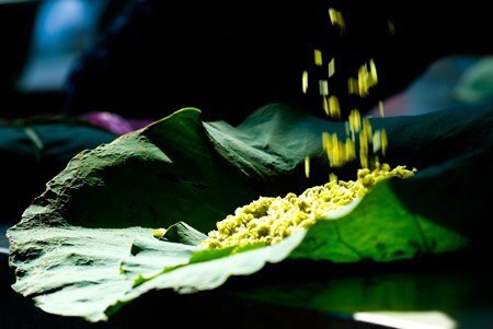 Thu Hà Nội: Nồng nàn hương cốm