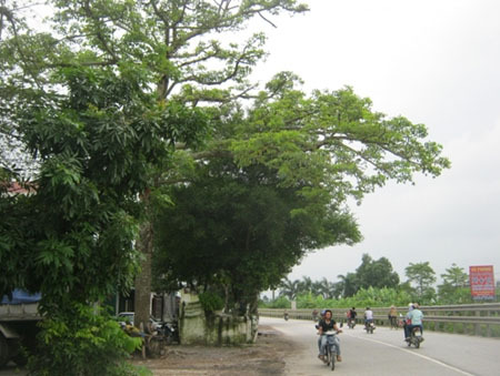 Những bóng ma tại miếu cổ ở Thường Tín