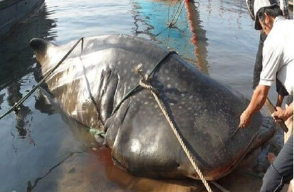 Dân chài Nghệ An đau đầu vì cá khổng lồ