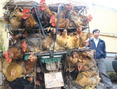 'Đại gia' đi ô tô chặn xe máy cướp 14 con gà