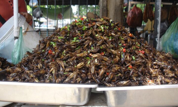 Xơi côn trùng để... tẩm bổ và chữa bệnh?!