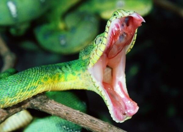 Chuyện lạ kỳ về “thần y” khắc tinh rắn độc ở Xứ Thanh