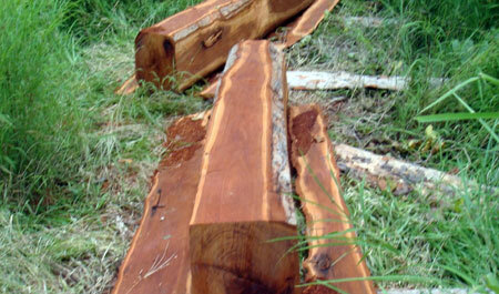 Phó Bí thư huyện ủy chứa gỗ lậu thoát án kỷ luật