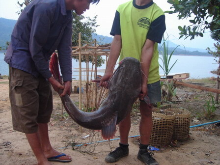 Bắt vụ nhập lậu 700 kg cá lăng từ Trung Quốc