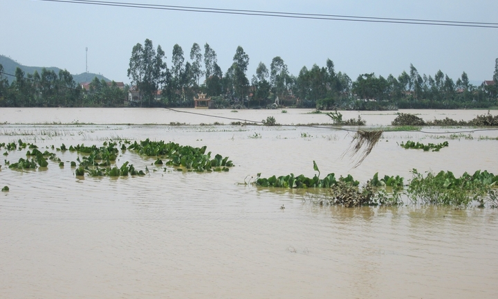 Sau lũ, “khuynh gia bại sản” vì tôm