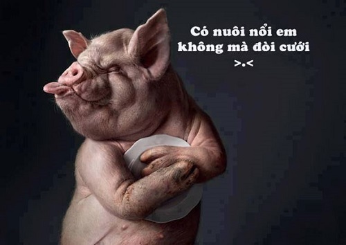 Ảnh cười: Có nuôi nổi em không mà đòi cưới?