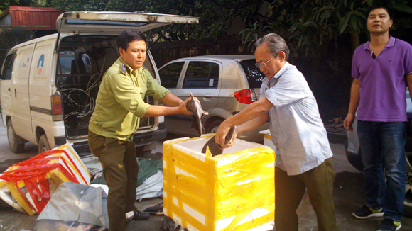 Cá tầm Trung Quốc tiếp tục 