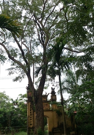 Tin tức mới về vụ rao bán cây sưa 200 tuổi giá 50 tỷ đồng ở Bắc Ninh