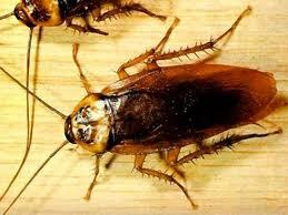 Phóng viên Telegraph ăn gián một cách