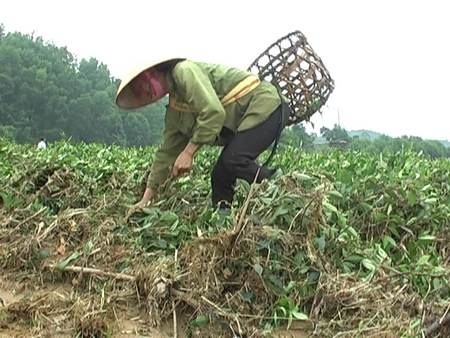 Hà Tĩnh: Hàng trăm ha chè công nghiệp đứng trước nguy cơ mất trắng
