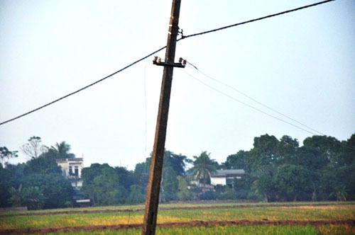 Chết tại chỗ chỉ vì...vỗ vào con bò