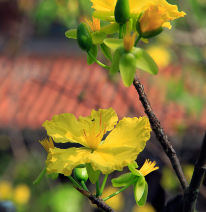 Sân chùa rực vàng sắc mai sau siêu bão Haiyan