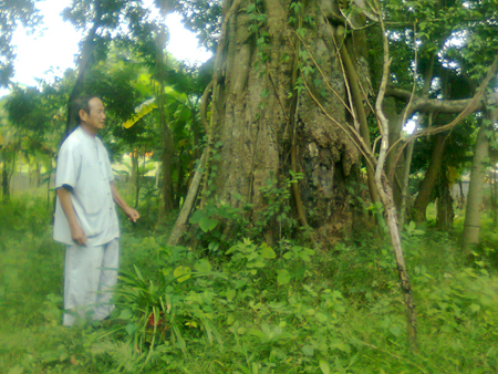 Kỳ lạ “mối tình cọ - si” kéo dài 5 thế kỷ và ngôi đình thiêng