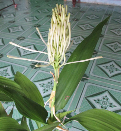 Kỳ lạ cây trường sinh trổ hoa ở Sóc Trăng