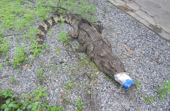 Cá sấu nặng 24kg, rắn lạ 