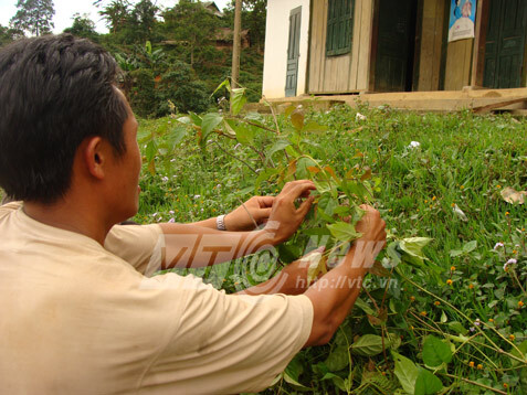 Sự thực lời nguyền 