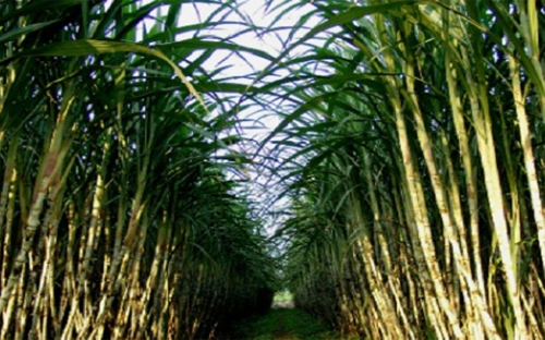 Hiệp hội Mía đường “phản pháo” Thứ trưởng Nguyễn Cẩm Tú