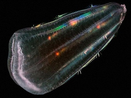 Sứa có thể là tổ tiên của loài người?