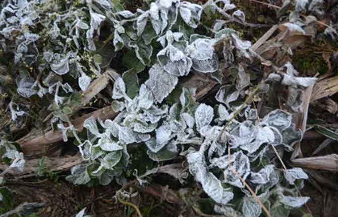 Sau tuyết rơi, sương muối lại phủ trùm Lào Cai