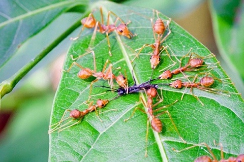 Thế giới côn trùng và những tập tính