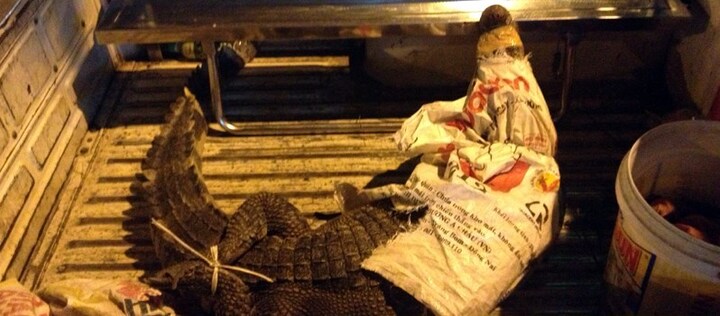 Hoảng vì cá sấu dài 2m nhảy ra giữa đường Sài Gòn