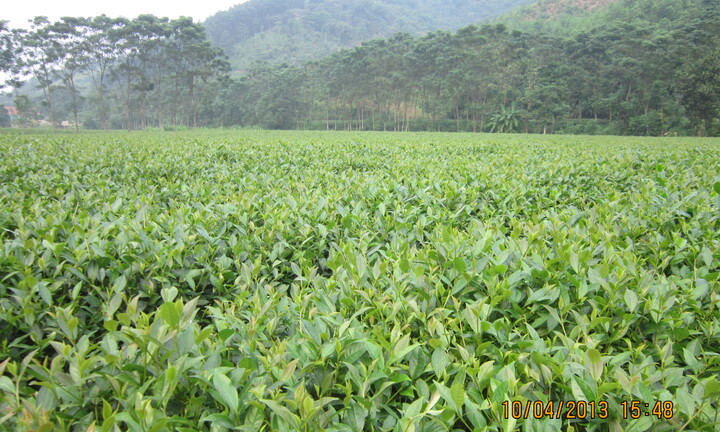 Chiến lược sản xuất chè sạch, chất lượng và bền vững của một xí nghiệp vùng lũ