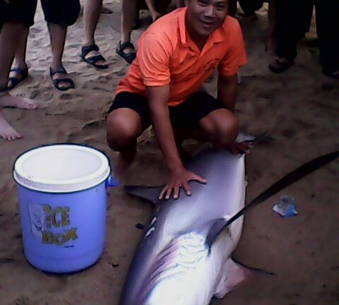 Xuất hiện cá mập dài 2m tại bãi tắm Nha Trang