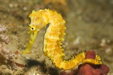 Điểm mặt những động vật có cách cư xử dị với con