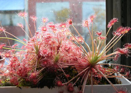 Sự thật về huyền thoại ngải… ăn thịt người