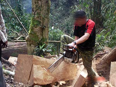 Lâm tặc dùng cưa máy chặt đứt cánh tay trạm trưởng