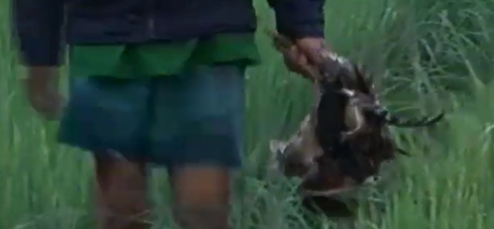 Clip: Tận diệt chim trời ở Đồng Tháp