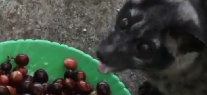 Clip: Thực hư cà phê