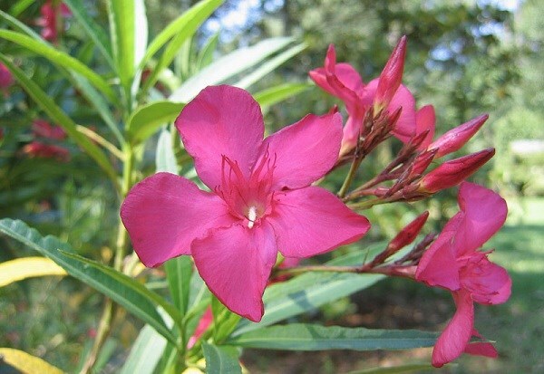 Những loài cây độc nhất thế giới