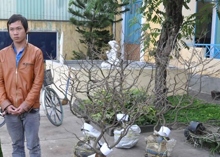 Phạm tội vì... mê cây cảnh