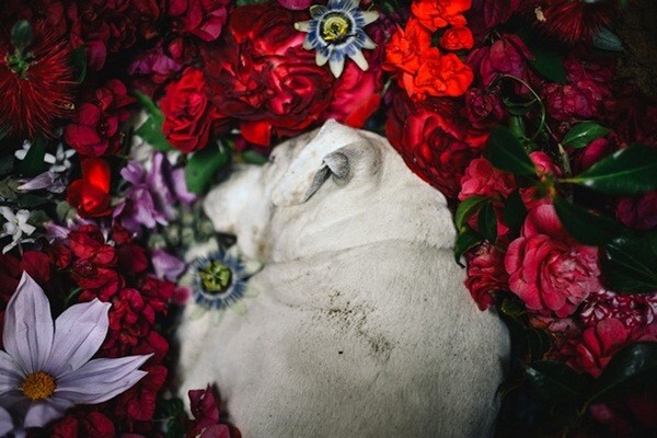 Xúc động giây phút nhiếp ảnh gia chôn cất chó cưng 