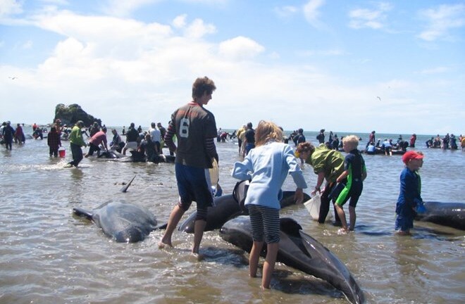 Hàng chục con cá voi mắc cạn tại bờ biển New Zealand